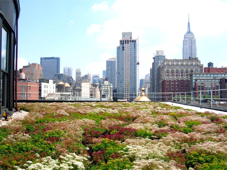 sedum green roof new york city